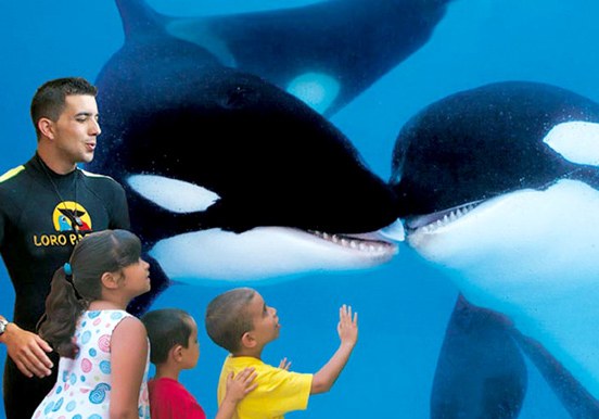 whales at Orca Ocean in Loro Parque