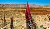 witness the unique flowers of tajinastes in Teide