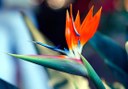 see Strelitzia flowers in Puerto de la Cruz Botanical Gardens