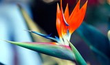 see Strelitzia flowers in Puerto de la Cruz Botanical Gardens