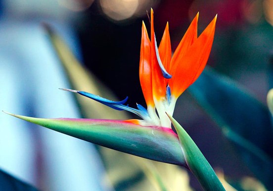 see Strelitzia flowers in Puerto de la Cruz Botanical Gardens