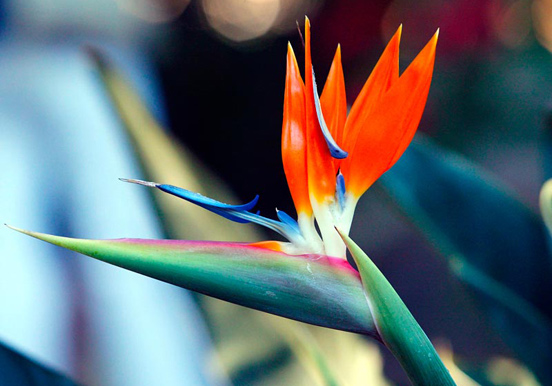 see Strelitzia flowers in Puerto de la Cruz Botanical Gardens