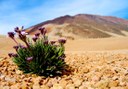 wildflowers in Teide