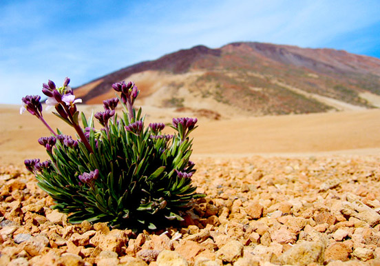 wildflowers in Teide