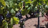 vineyard in Villaflor Tenerife