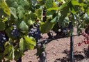vineyard in Villaflor Tenerife