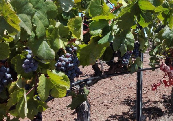 vineyard in Villaflor Tenerife