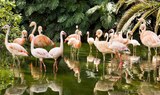 flamingos in Loro Parque