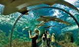 shark tunnel in Loro Parque