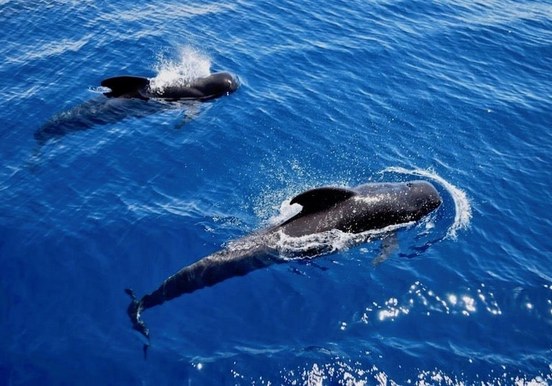Spot whales while sailing on viking boat Tenerife.jpg