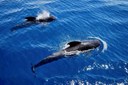 Spot whales while sailing on viking boat Tenerife.jpg