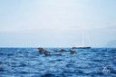 Amazing pod of whales in Tenerife-min.jpg