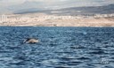 Spot dolphins on boat trip Tenerife-min.jpg