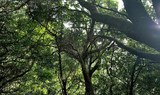 Laurel forest in Anaga Tenerife