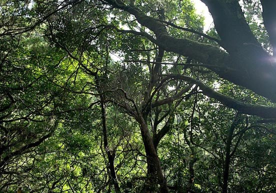 Laurel forest in Anaga Tenerife