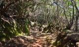 Anaga Laural forest.jpg