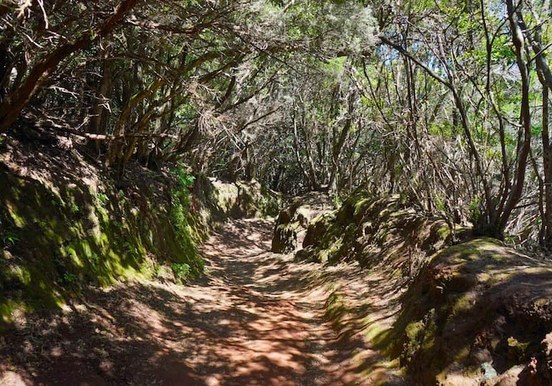 Anaga Laural forest.jpg