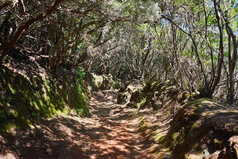 Anaga Laural forest.jpg