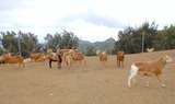 Herd of animals in Anaga.jpg