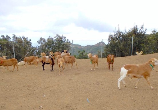 Herd of animals in Anaga.jpg