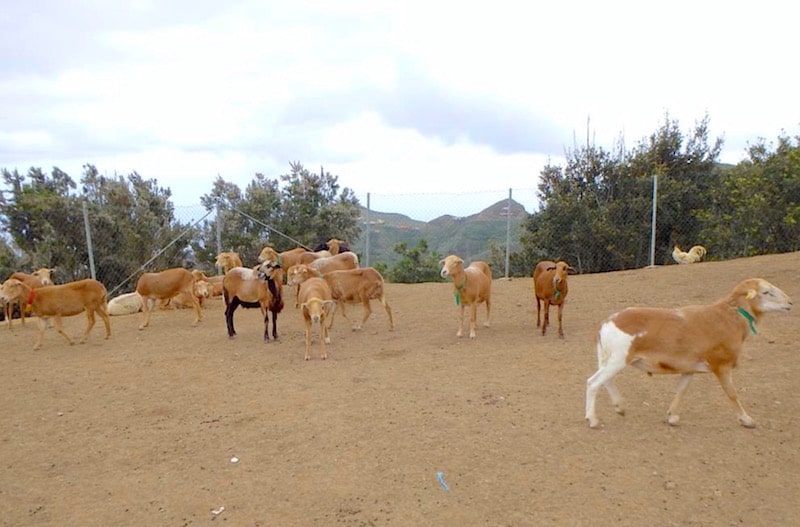 Herd of animals in Anaga.jpg