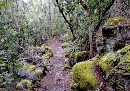 Hiking anaga laurel forest.jpg
