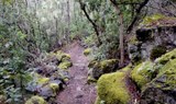 Hiking anaga laurel forest.jpg