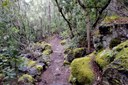 Hiking anaga laurel forest.jpg