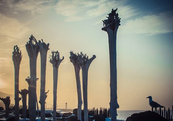 Las Raices al Cielo
