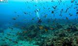 see fishes via diving in Tenerife