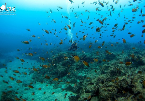 see fishes via diving in Tenerife