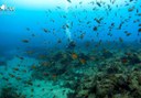 see fishes via diving in Tenerife