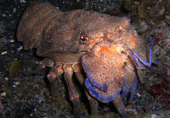 underwater creature in Tenerife