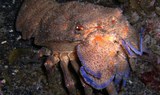 underwater creature in Tenerife