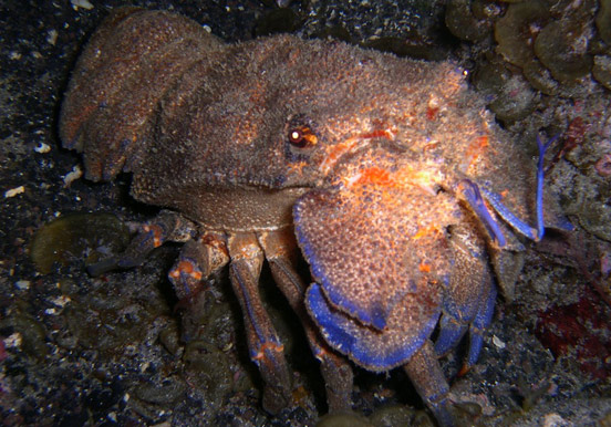 underwater creature in Tenerife