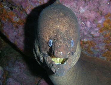 Diving