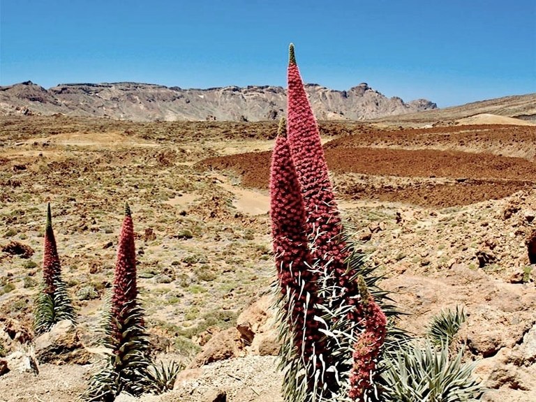 tajinastes in Teide Tenerife.jpg