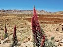 tajinastes in Teide Tenerife.jpg