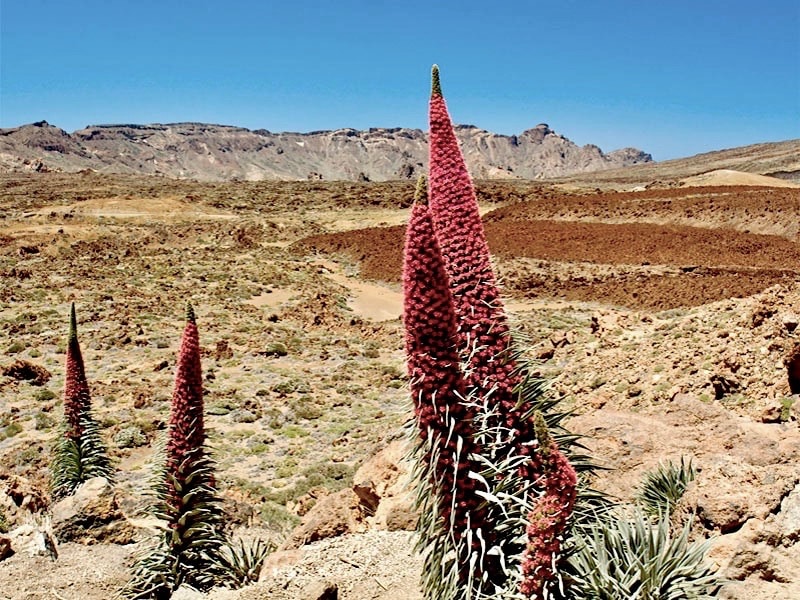 tajinastes in Teide Tenerife.jpg