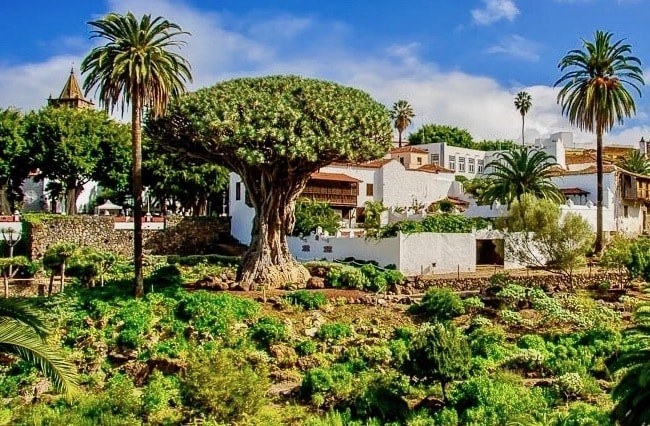 Drago tree of Icod de Los Vinos.jpg