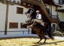 Horse show Tenerife Abaco.jpg