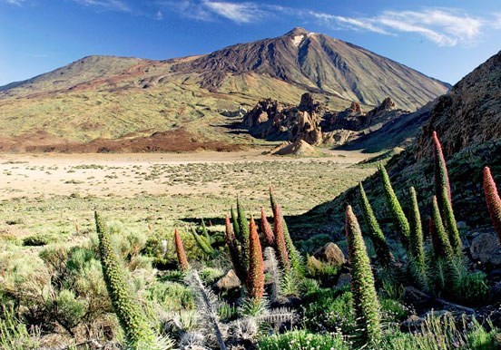 Breathtaking scenery of unique plants and Teide peak.jpeg