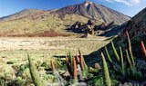 Breathtaking scenery of unique plants and Teide peak.jpeg