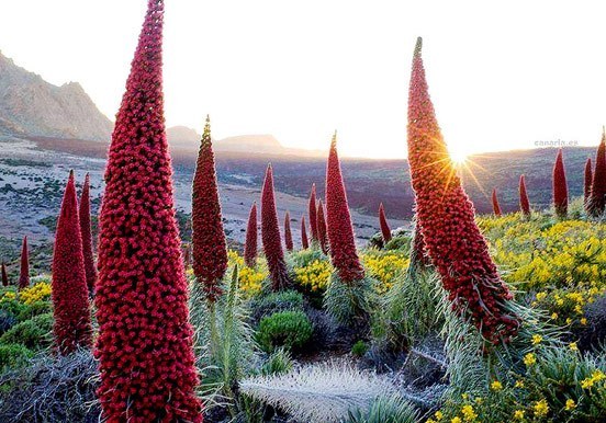 Tajinaste in full bloom on Teide National Park.jpeg