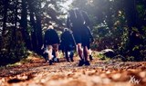 Hiking in the laurisilva forest in Tenerife.jpg