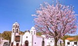 The church of Santiago Teide and almonds tree.jpg