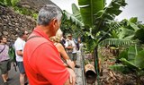 banana trees in La Gomera jeep safari
