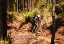 bike tour through Tenerife forest