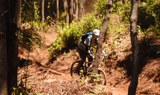 bike tour through Tenerife forest