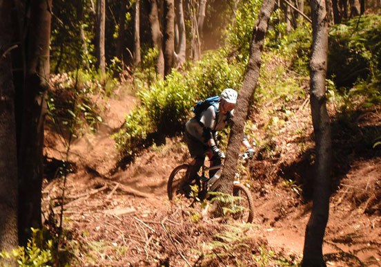 bike tour through Tenerife forest